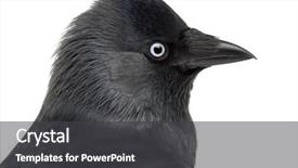  Presentation with jackdaw - Beautiful PPT layouts featuring close-up of a western backdrop and a dark gray colored foreground