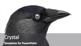  Presentation with jackdaw - Slides enhanced with close-up of a western background and a dark gray colored foreground