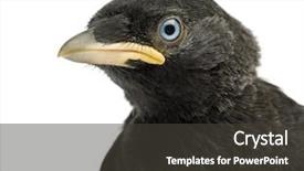  Presentation with jackdaw - PPT theme with close up of a western jackdaw eurasian jackdaw or european jackdaw corvus monedula 20 days old isolated on white background and a dark gray colored foreground