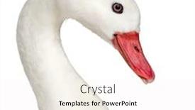  Presentation with monarch butterfly isolated on white - PPT theme enhanced with close-up-of-a-white background and a white colored foreground