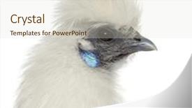  Presentation with hen - PPT layouts featuring close up of a white silkie hen isolated on white background and a lemonade colored foreground