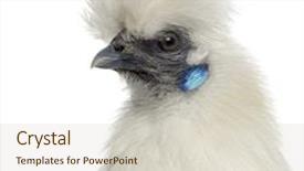  Presentation with hen - Colorful slide set enhanced with close up of a white silkie hen isolated on white backdrop and a soft green colored foreground