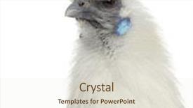  Presentation with hen - Audience pleasing PPT layouts consisting of close up of a white silkie hen isolated on white backdrop and a lemonade colored foreground