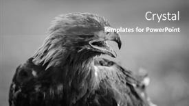  Presentation with mongolian - Slides consisting of close-up-of-a-wild background and a gray colored foreground