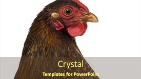  Presentation with chicken poultry farm white layer - Slide deck consisting of close-up-of-a-wyandotte background and a tawny brown colored foreground
