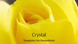  Presentation with yellow rose - Slide set featuring close-up of a yellow rose background and a gold colored foreground