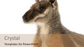  Presentation with rock - Audience pleasing slides consisting of close-up-of-a-yellow backdrop and a coral colored foreground