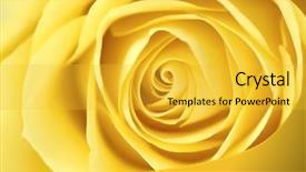  Presentation with rose yellow - PPT theme having up of a yellow rose background and a yellow colored foreground