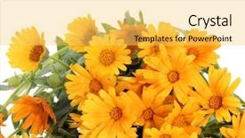  Presentation with yellow - Cool new presentation with close-up-of-a-yellow backdrop and a yellow colored foreground