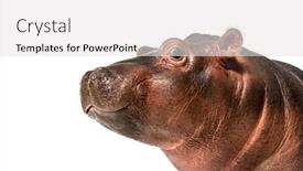  Presentation with old young - Presentation consisting of close-up-of-a-young background and a white colored foreground