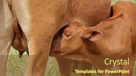  Presentation with south africa - Audience pleasing PPT theme consisting of close-up-of-a-young backdrop and a tawny brown colored foreground