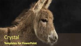  Presentation with foal - PPT layouts enhanced with close-up-of-a-young background and a tawny brown colored foreground