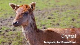  Presentation with deer - Theme consisting of close up of a young red brown fallow deer with soft focus grass in background background and a tawny brown colored foreground