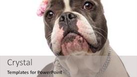  Presentation with bully - Audience pleasing PPT theme consisting of close up of adorable american bully wearing colorful flowers headband and collar standing on white background and looking up to side backdrop and a light gray colored foreground