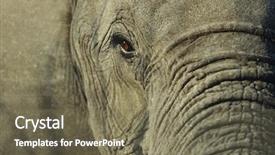  Presentation with elephant - Colorful PPT theme enhanced with close-up of african elephant backdrop and a violet colored foreground