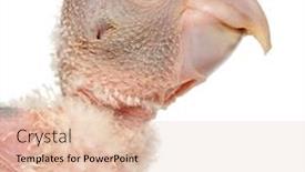  Presentation with old days - Amazing slide deck having close-up-of-african-grey backdrop and a lemonade colored foreground