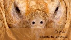  Presentation with tortoise - Slide deck consisting of close-up-of-african-spurred background and a gold colored foreground
