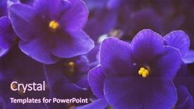  Presentation with african violet - Amazing slide set having close-up of african violets backdrop and a violet colored foreground