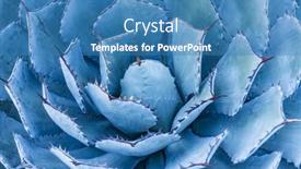  Presentation with stem - Presentation theme having close-up-of-agave-isthmensis background and a teal colored foreground