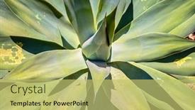  Presentation with floral abstract - Colorful presentation enhanced with close-up-of-agave-plant backdrop and a yellow colored foreground