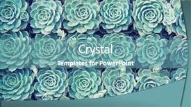  Presentation with salinity steress in plant - Presentation theme enhanced with close up of agave succulent background and a teal colored foreground