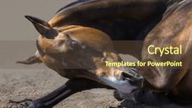  Presentation with stallion - Audience pleasing slide set consisting of close up of akhalteke stallion backdrop and a tawny brown colored foreground