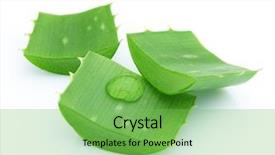  Presentation with aloe vera gel - Beautiful PPT layouts featuring close-up of aloe vera backdrop and a seafoam green colored foreground