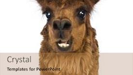  Presentation with white pigeon against the blue - PPT theme featuring close-up-of-alpaca-smiling background and a coral colored foreground