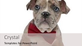  Presentation with bully - PPT theme having close up of american bully puppy wearing a bowtie on white background background and a light gray colored foreground