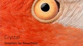  Presentation with flamingo - PPT layouts consisting of close-up-of-american-flamingo background and a red colored foreground