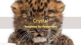  Presentation with amur leopard - Slide deck featuring close-up-of-amur-leopard background and a tawny brown colored foreground