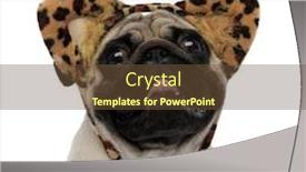  Presentation with cheetah - Amazing presentation theme having wearing a headband with cheetah backdrop and a tawny brown colored foreground