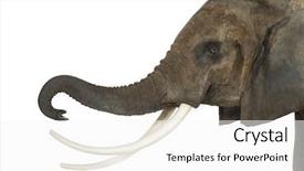  Presentation with elephant - Colorful presentation design enhanced with close up of an african elephant lifting its trunk isolated on white backdrop and a white colored foreground