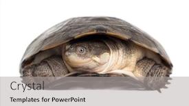  Presentation with turtle - PPT theme enhanced with close-up-of-an-african background and a light gray colored foreground