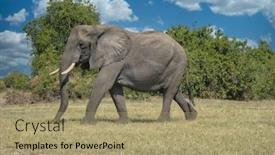  Presentation with elephant - Colorful presentation enhanced with close-up-of-an-african backdrop and a coral colored foreground
