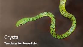  Presentation with south africa - Beautiful theme featuring close-up-of-an-alert backdrop and a tawny brown colored foreground