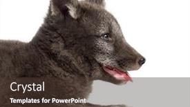  Presentation with fox - Theme with close-up-of-an-arctic background and a tawny brown colored foreground