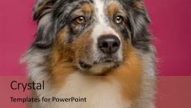  Presentation with australian - Audience pleasing slide set consisting of close-up of an australian shepherd backdrop and a coral colored foreground