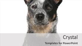  Presentation with cattle - Beautiful slide set featuring an australian cattle dog backdrop and a light gray colored foreground