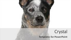  Presentation with cattle - Beautiful slide deck featuring an australian cattle dog backdrop and a light gray colored foreground