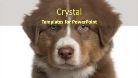  Presentation with australian - Beautiful presentation theme featuring close up of an australian shepherd puppy looking at the camera isolated on white 2 months old backdrop and a tawny brown colored foreground