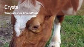  Presentation with cow - Presentation theme consisting of close up of an ayrshire cow eating background and a tawny brown colored foreground
