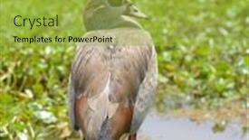  Presentation with egyptian - Presentation theme featuring close-up-of-an-egyptian background and a yellow colored foreground