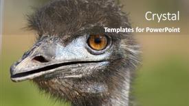  Presentation with close up of judo judo - Beautiful slide set featuring close-up-of-an-emu backdrop and a tawny brown colored foreground