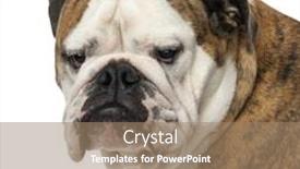  Presentation with english bulldog - Audience pleasing slides consisting of close-up-of-an-english backdrop and a coral colored foreground