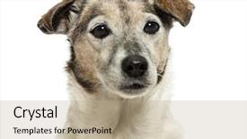  Presentation with russell - Audience pleasing PPT theme consisting of close-up of an old jack russell terrier 13 years old isolated on white backdrop and a mint green colored foreground