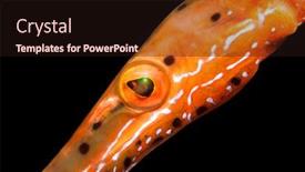  Presentation with color orange - Colorful slide deck enhanced with close-up-of-an-orange backdrop and a wine colored foreground