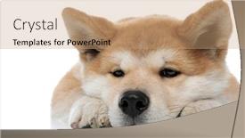  Presentation with upset - Amazing presentation theme having close-up-of-an-upset backdrop and a coral colored foreground