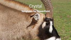  Presentation with refuge - Slides with close up of antelope neck and head at wild life refuge background and a coral colored foreground