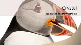  Presentation with close up puff pastry - Cool new PPT theme with close-up of atlantic puffin backdrop and a soft green colored foreground